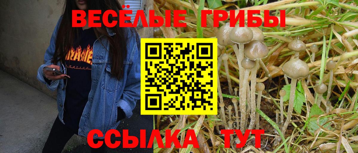 Галлюциногенные грибы Psilocybine cubensis  где купить   Вход с VPN  Соликамск  Псилоцибиновые грибы прущие грибы 
